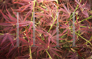 Picture of Acer palmatum 'Walley's #1'