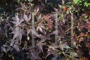 Picture of Acer palmatum 'Walley's #2'