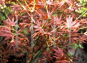 Picture of Acer palmatum 'Walley's #2'