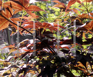 Picture of Acer palmatum 'Walley's #3'