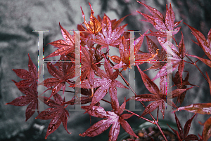 Picture of Acer palmatum 'Walley's #3'