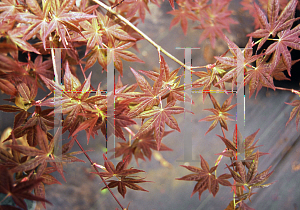 Picture of Acer palmatum 'Walley's #3'