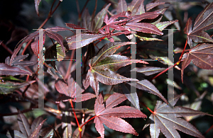 Picture of Acer palmatum 'Walley's #1'