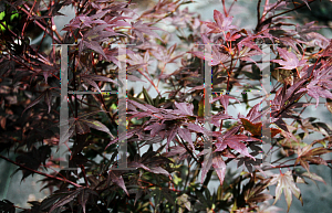 Picture of Acer palmatum 'Walley's #1'