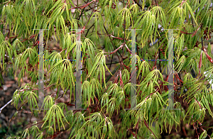 Picture of Acer palmatum (Dissectum Group) 'Washi-no-o (Palmatifidum)'