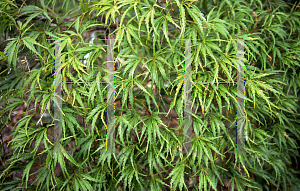 Picture of Acer palmatum (Dissectum Group) 'Washi-no-o (Palmatifidum)'