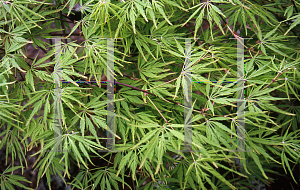 Picture of Acer palmatum (Dissectum Group) 'Washi-no-o (Palmatifidum)'