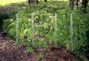 Picture of Acer palmatum (Dissectum Group) 'Washi-no-o (Palmatifidum)'