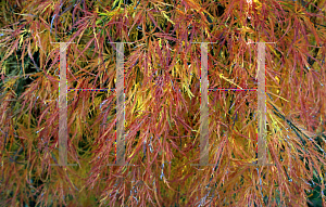 Picture of Acer palmatum (Dissectum Group) 'Waterfall'