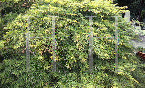 Picture of Acer palmatum (Dissectum Group) 'Waterfall'