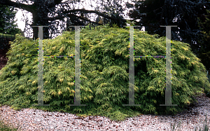 Picture of Acer palmatum (Dissectum Group) 'Waterfall'