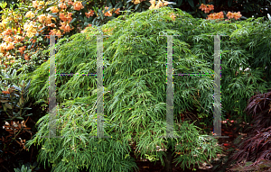 Picture of Acer palmatum (Dissectum Group) 'Waterfall'