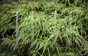 Picture of Acer palmatum (Dissectum Group) 'Baldsmith (Watnong)'