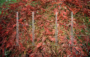 Picture of Acer palmatum (Dissectum Group) 'Baldsmith (Watnong)'