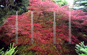 Picture of Acer palmatum (Dissectum Group) 'Baldsmith (Watnong)'