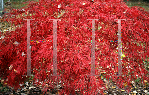 Picture of Acer palmatum (Dissectum Group) 'Baldsmith (Watnong)'