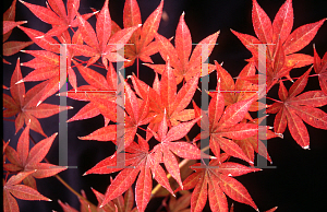 Picture of Acer palmatum 'Atropurpureum Wattez (Wattez)'