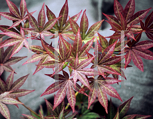 Picture of Acer palmatum 'Atropurpureum Wattez (Wattez)'