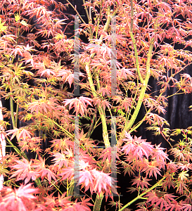 Picture of Acer palmatum 'Atropurpureum Wattez (Wattez)'