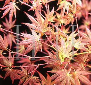 Picture of Acer palmatum 'Atropurpureum Wattez (Wattez)'