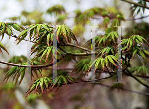 Picture of Acer palmatum 'Werner's Dwarf'