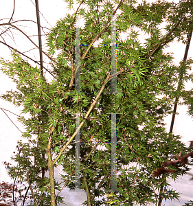Picture of Acer palmatum 'Werner's Little Leaf'