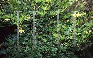 Picture of Acer palmatum 'Werner's Pagoda'