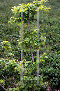 Picture of Acer palmatum 'Werner's Pagoda'