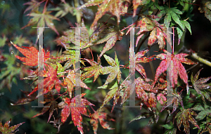 Picture of Acer palmatum 'Werner's Dwarf'