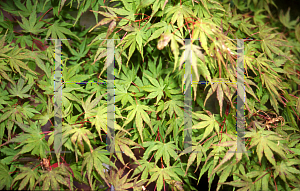 Picture of Acer palmatum 'Werner's Dwarf'