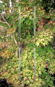 Picture of Acer palmatum 'Werner's Dwarf'