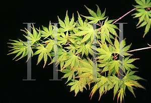 Picture of Acer palmatum 'Werner's Little Leaf'