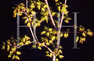 Picture of Acer palmatum 'Werner's Pagoda'