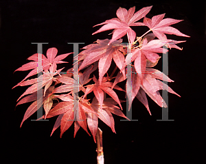 Picture of Acer palmatum 'Wetumpka Red'