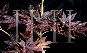 Picture of Acer palmatum 'Wetumpka Red'