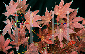 Picture of Acer palmatum 'Wetumpka Red'