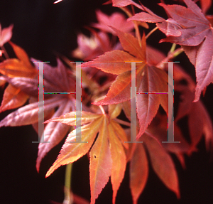 Picture of Acer palmatum 'Wetumpka Red'