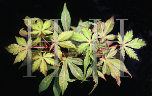 Picture of Acer palmatum (Matsumurae Group) 'Will's Devine'