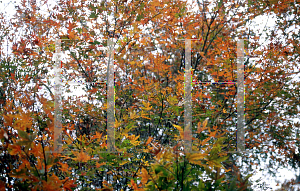 Picture of Acer palmatum 'William S. Campbell'