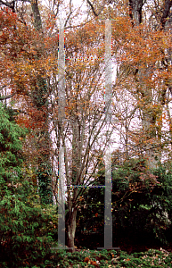 Picture of Acer palmatum 'William S. Campbell'