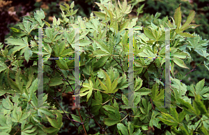 Picture of Acer palmatum 'William S. Campbell'