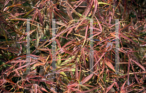 Picture of Acer palmatum(Linearilobum Group) 'Atrolineare (Linearilobum)'