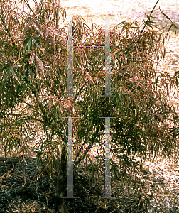 Picture of Acer palmatum(Linearilobum Group) 'Atrolineare (Linearilobum)'