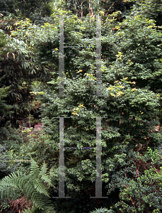 Picture of Acer palmatum (Matsumurae Group) 'Wilson's Pink Dwarf'