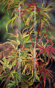 Picture of Acer palmatum (Matsumurae Group) 'Wilson's Pink Dwarf'