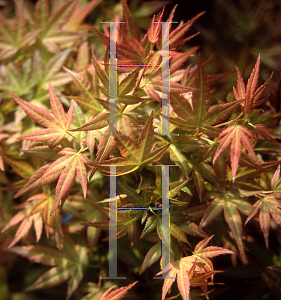 Picture of Acer palmatum (Matsumurae Group) 'Wilson's Pink Dwarf'