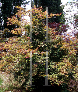 Picture of Acer palmatum (Matsumurae Group) 'Wilson's Pink Dwarf'