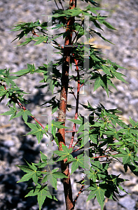 Picture of Acer palmatum (Matsumurae Group) 'Winter Flame'