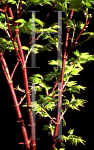 Picture of Acer palmatum (Matsumurae Group) 'Winter Flame'