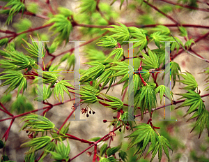 Picture of Acer palmatum 'Winter Red'